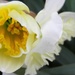 Daffy Daffodils 6 by daisymiller