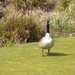 Goosey Goosey Gander by bizziebeeme