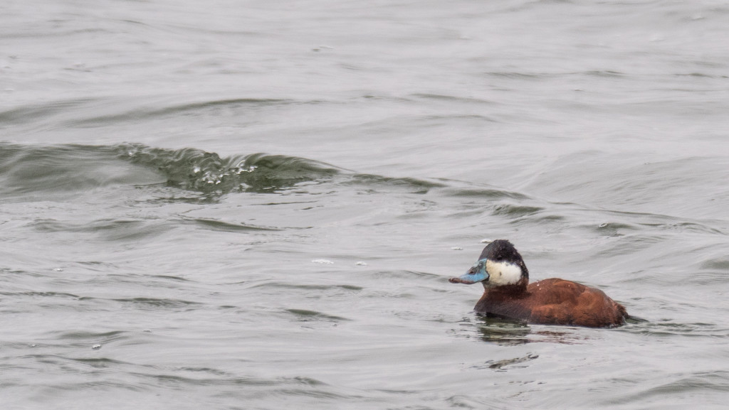 Ruddy Duck Catching a Wave by rminer