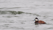 6th Apr 2018 - Ruddy Duck Catching a Wave