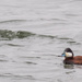 Ruddy Duck Catching a Wave by rminer