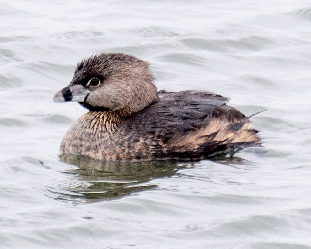 Pied-billed Grebe Approach by rminer