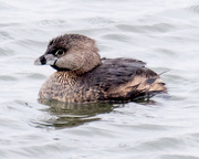 6th Apr 2018 - Pied-billed Grebe Approach