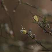 6th Apr 2018 - Branching Blossom