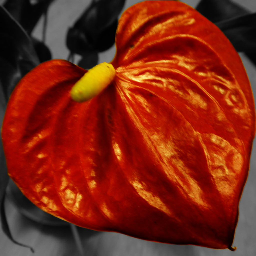 anthurium heart by shannejw