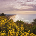 Spring Gorse Looking Down the Coast  by jgpittenger