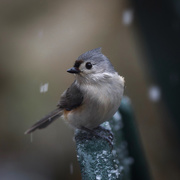 6th Apr 2018 - Tufted Titmouse in the snow 