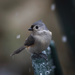 Tufted Titmouse in the snow  by berelaxed