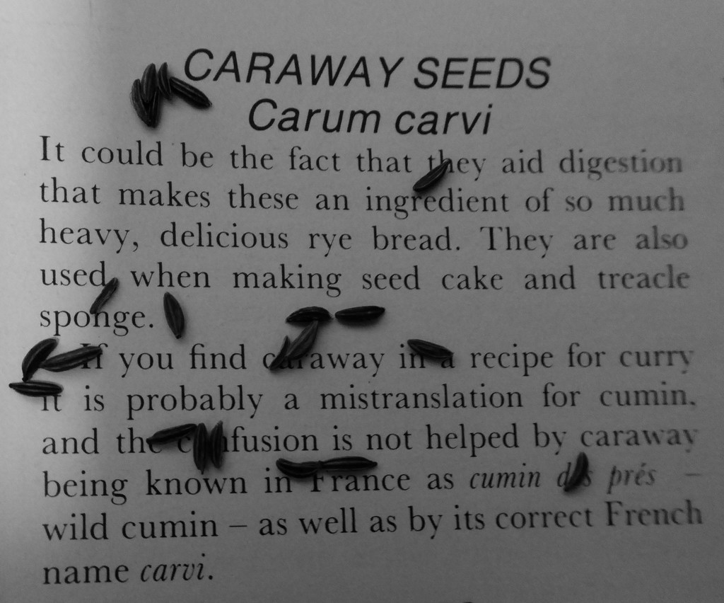 caraway seeds by shannejw