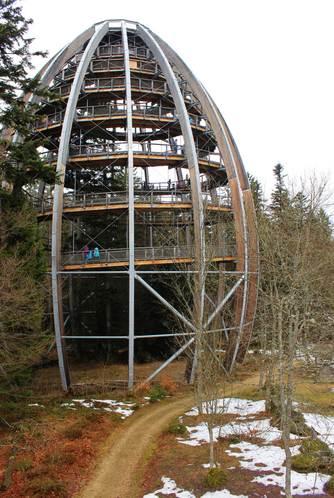 Treetop walk, Bavarian Forest National Park, Germany by lucien