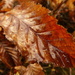 beech leaf by shannejw