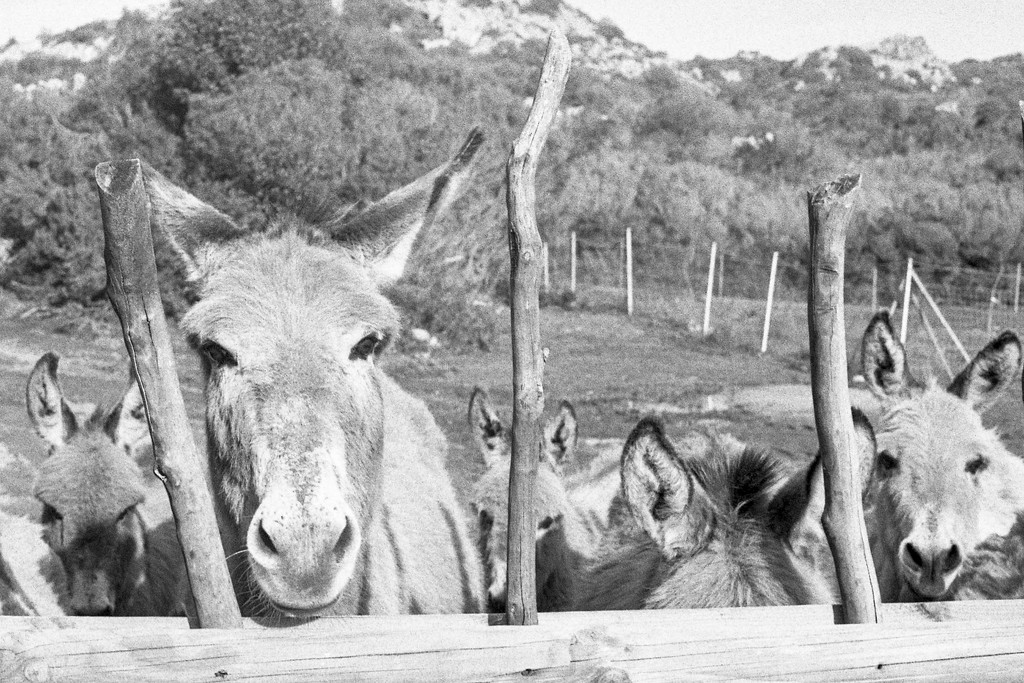 41 Donkey-guess by domenicododaro