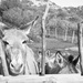 41 Donkey-guess by domenicododaro