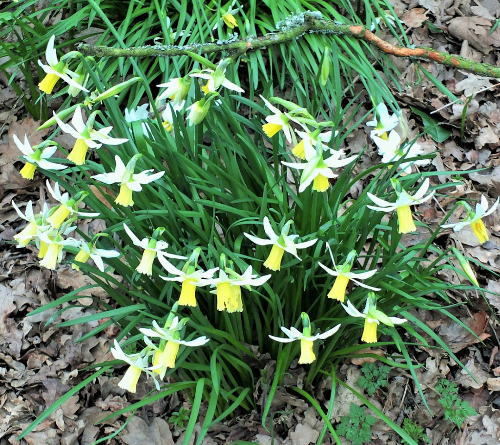 Daffodils!  by bigmxx