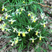 Daffodils!  by bigmxx