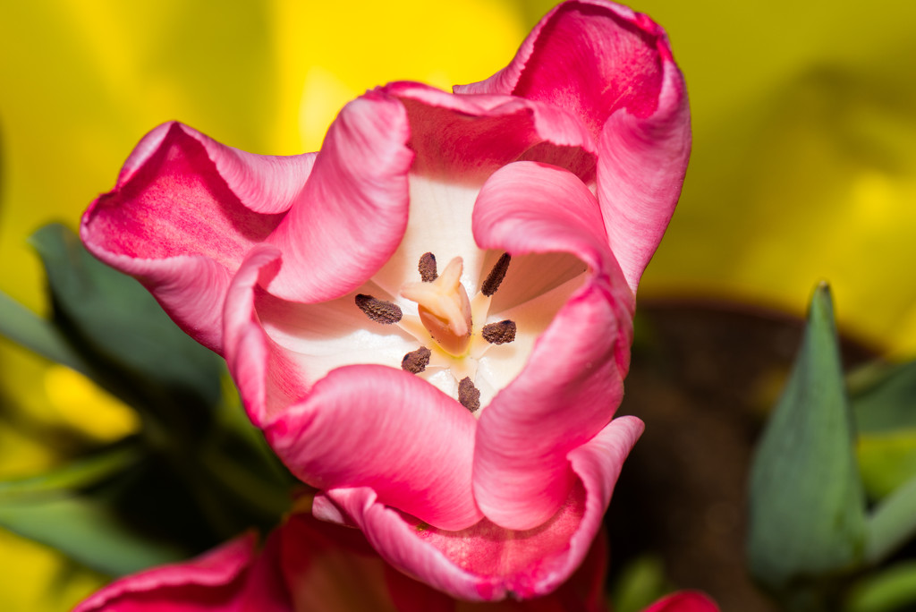 Birthday Tulips by dianen