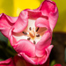 Birthday Tulips by dianen