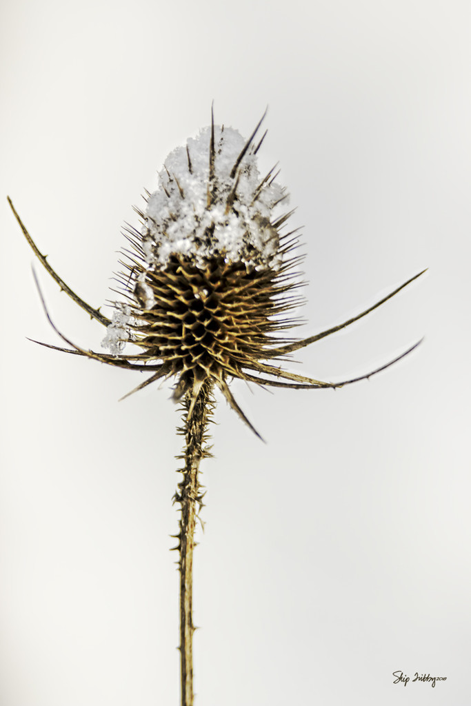 Icy Teasel by skipt07
