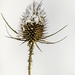 Icy Teasel by skipt07