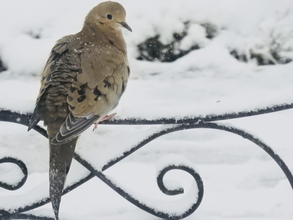 Snow dusted dove by amyk