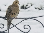 6th Apr 2018 - Snow dusted dove