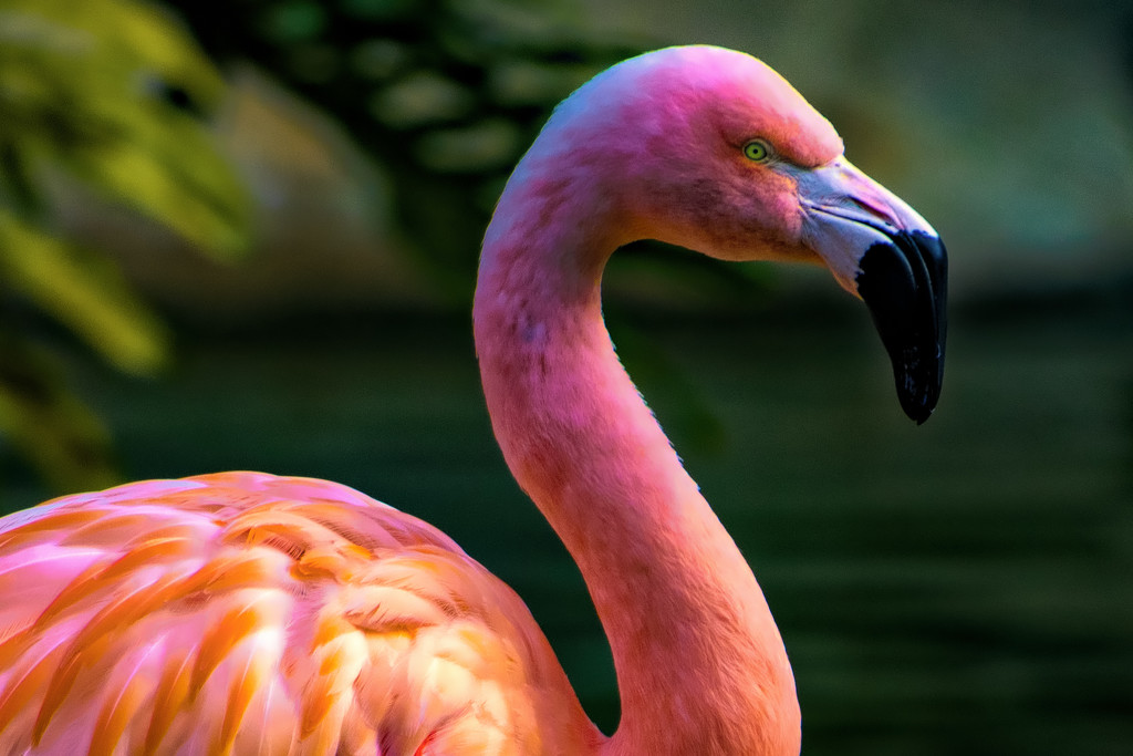 Flamingo Friday '18 10 by stray_shooter