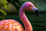 6th Apr 2018 - Flamingo Friday '18 10