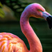 Flamingo Friday '18 10 by stray_shooter