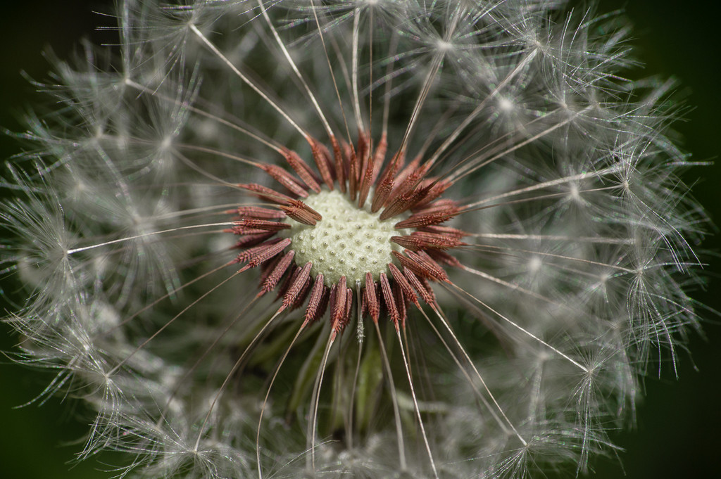 (Day 51) - Dandelion Fruits by cjphoto