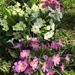Wild primroses by ninihi