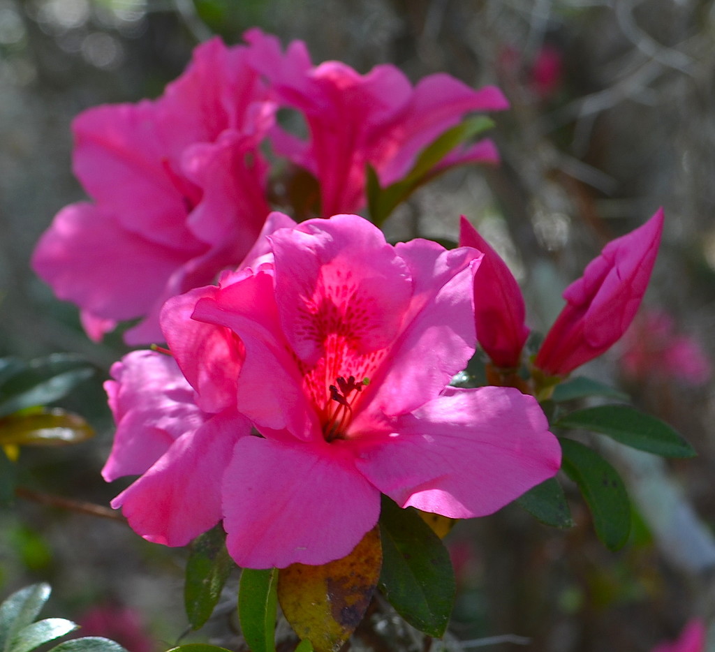 Azaleas, Magnolia Gardens, Charleston, SC by congaree