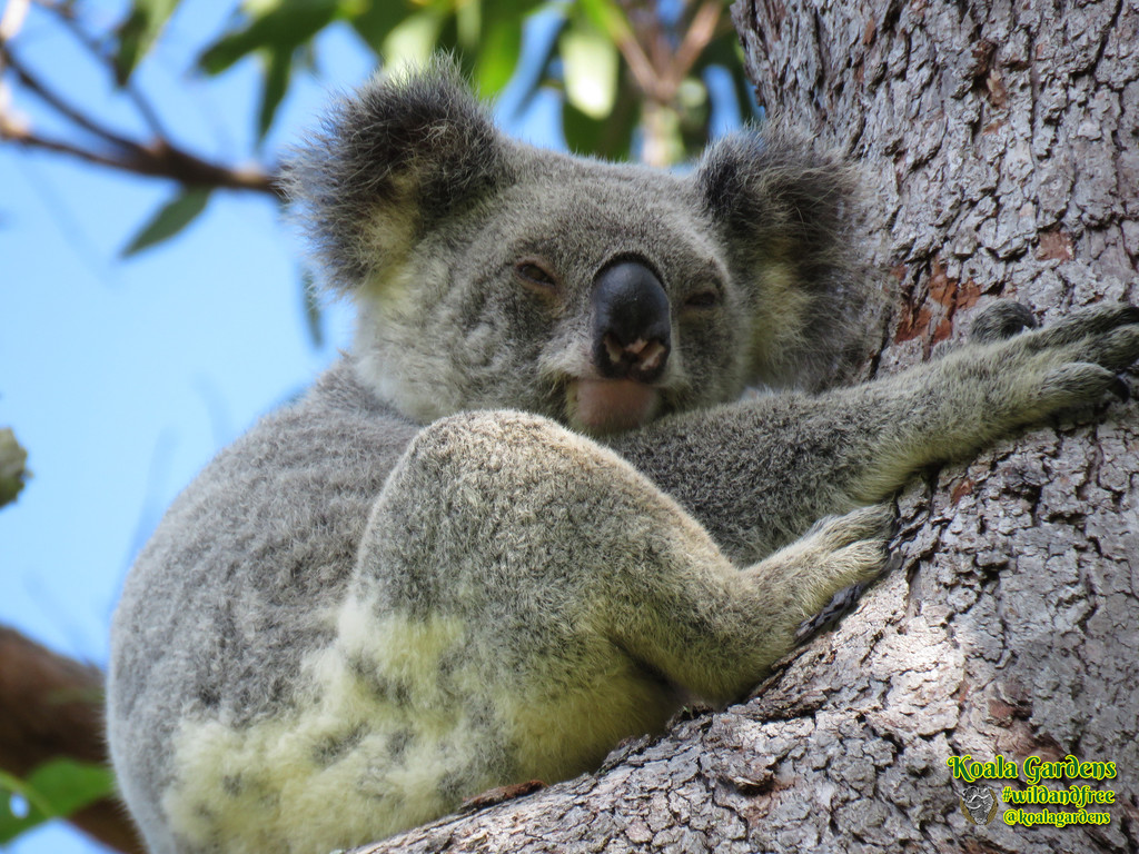 secret bundles by koalagardens