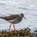 Redshank by frequentframes