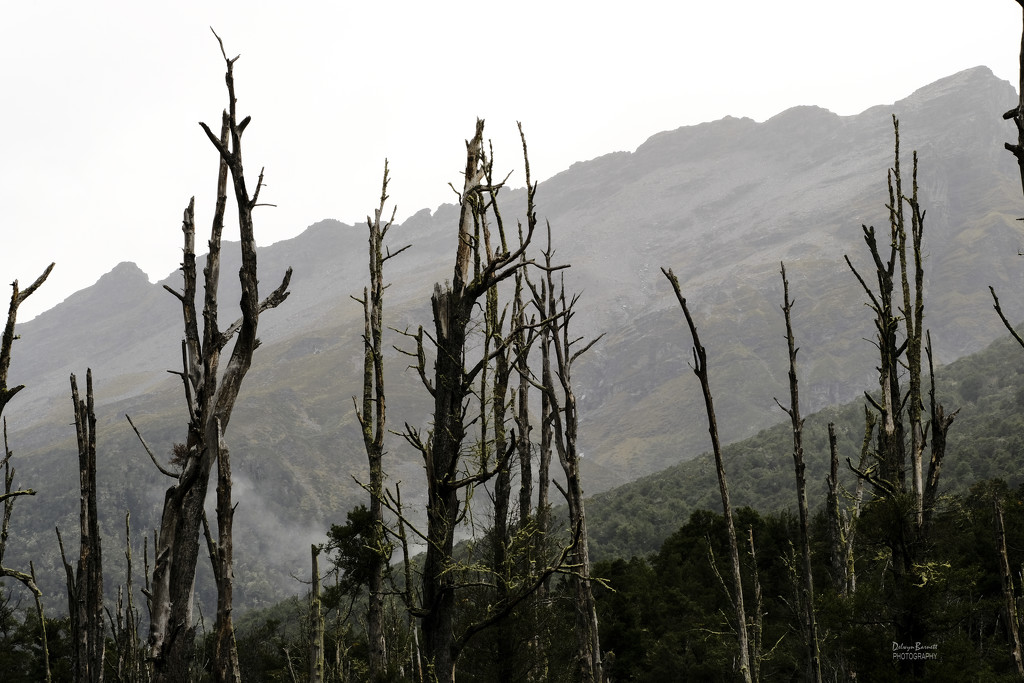 Dead Trees by dkbarnett