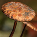 Magic Mushroom by padlock