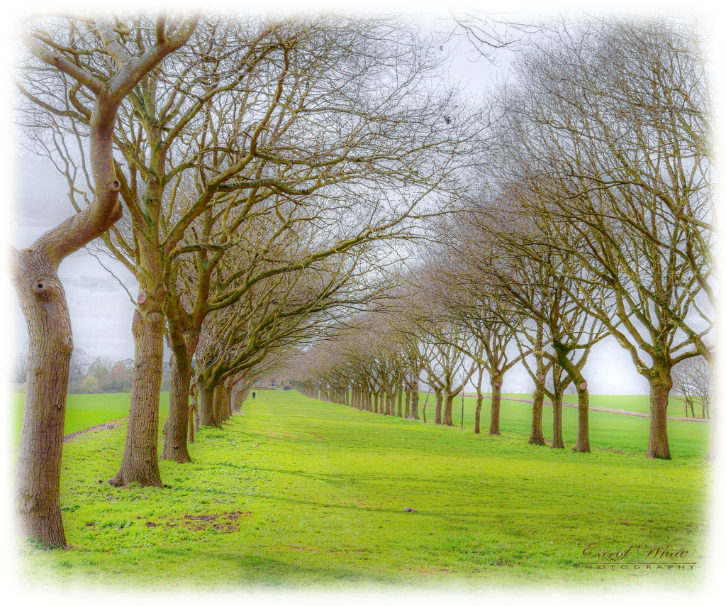 Whispering Trees by carolmw