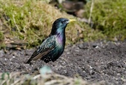 5th Apr 2018 - STARLING SHEEN