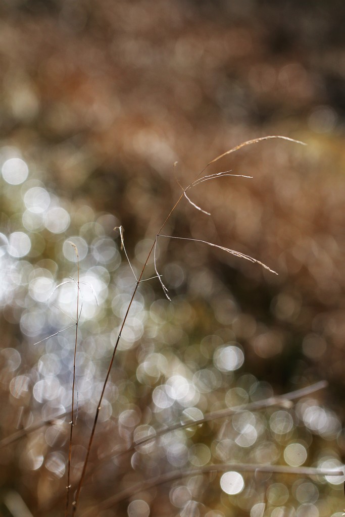 A Grassy, Wet Field by motherjane