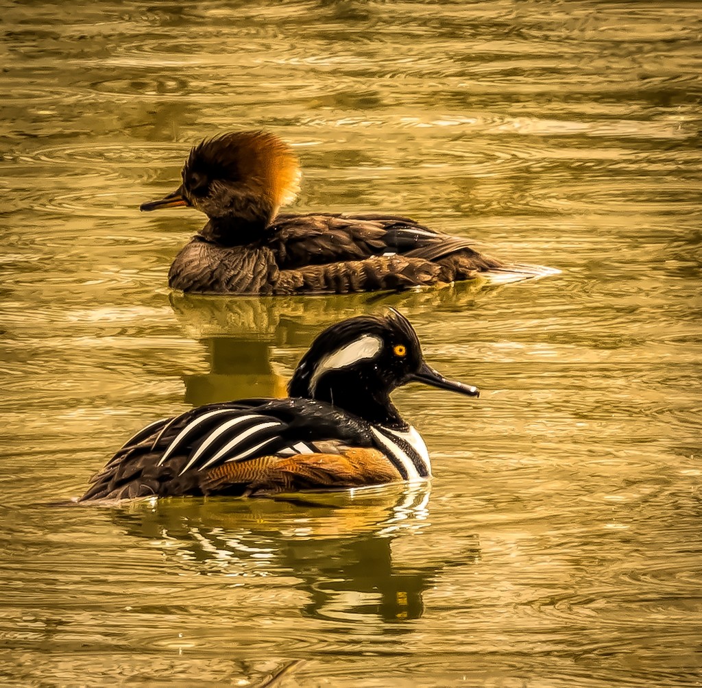 Hooded Mergansers by 365karly1