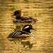 Hooded Mergansers by 365karly1