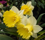 7th Apr 2018 - Daffodils