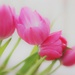 Birthday Tulips by motherjane