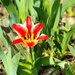 One Tulip by yogiw
