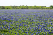4th Apr 2018 - Field of Texas Bluebonnets