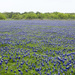 Field of Texas Bluebonnets by gaylewood