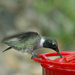 Male Hummer by gaylewood