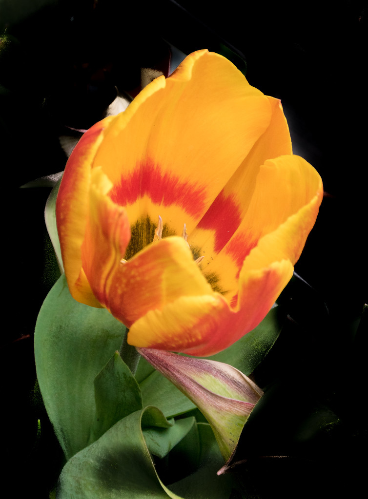 Tulipa Flair by billyboy