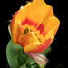 Tulipa Flair by billyboy