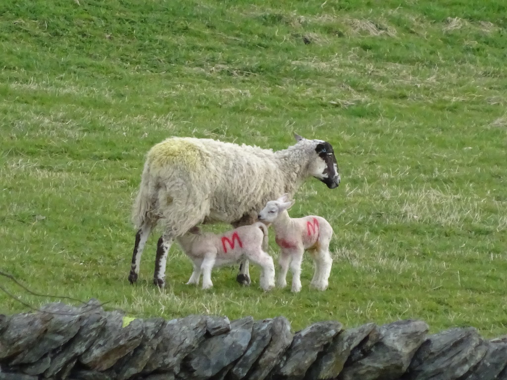 how do we know these are English lambs? by anniesue