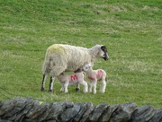 6th Apr 2018 - how do we know these are English lambs?